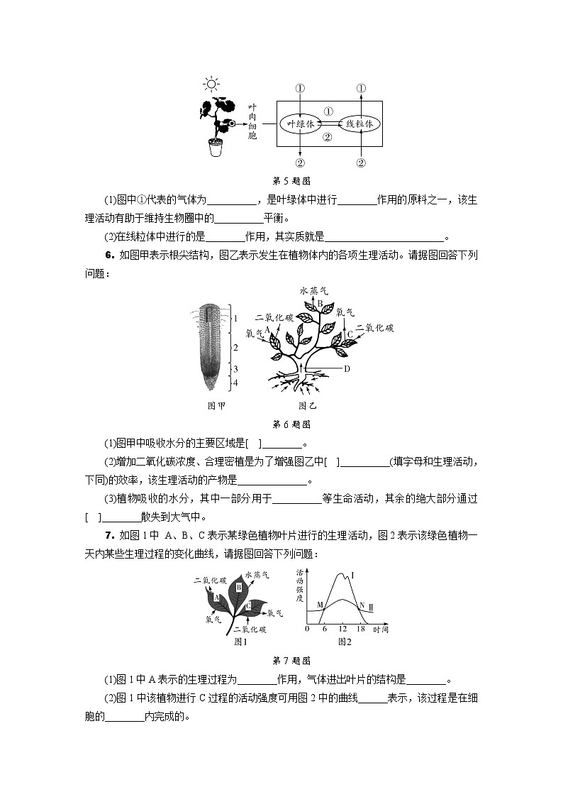2022年中考生物总复习非选择题专题集训三、被子植物的一生及三大生理作用（word版，含答案）第3页