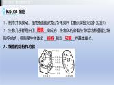 第一单元我们身边的生命世界第二章生物体的结构层次课件2021年广西中考生物基础复习