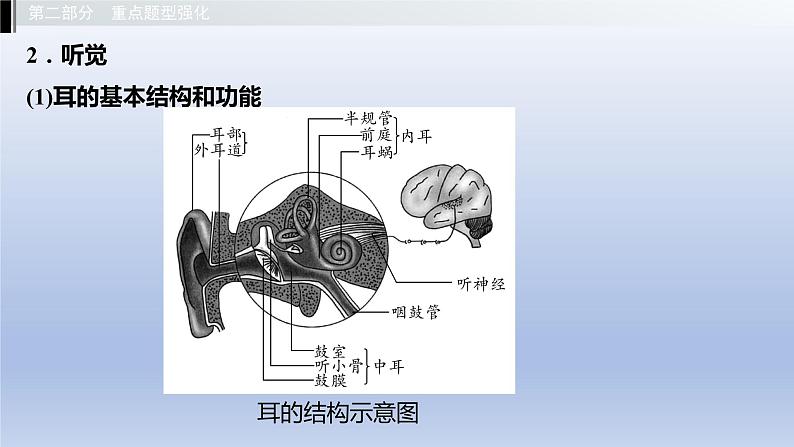 第二单元我们的身体与健康地生活第四章合理用脑高效学习第五章正常发育健康成长课件2021年广西中考生物基础复习第8页