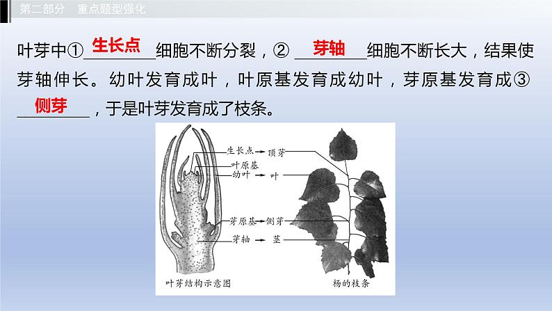 第三单元植物的生活第一章种子的萌发和芽的发育第二章根的吸收作用课件2021年广西中考生物基础复习06