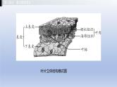 第三单元植物的生活第三、四、五章叶的光合作用呼吸作用和蒸腾作用绿色植物在生物圈中的作用课件2021年广西中考生物基础复习