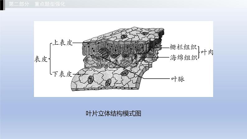 第三单元植物的生活第三、四、五章叶的光合作用呼吸作用和蒸腾作用绿色植物在生物圈中的作用课件2021年广西中考生物基础复习第4页