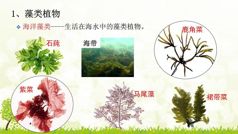 2022年中考生物鲁科版专题复习课件---第三单元生物圈中的绿色植物03