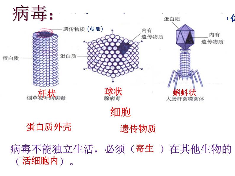 2022年济南版中考生物专题复习课件---生物圈中的微生物03