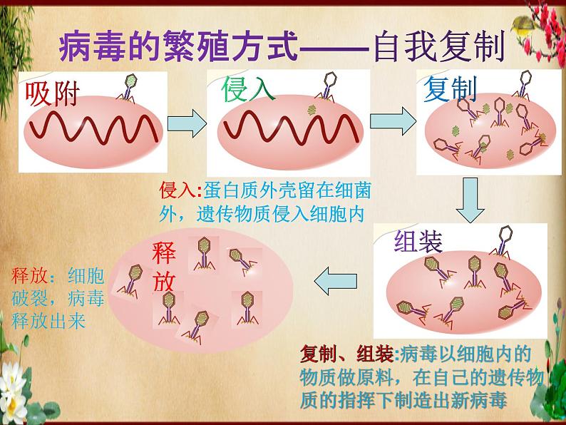 2022年济南版中考生物专题复习课件---生物圈中的微生物05