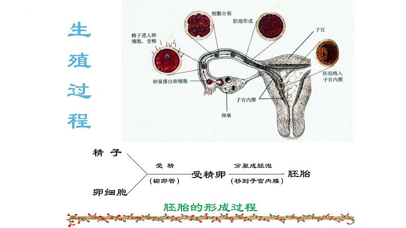 2022年生物中考第二轮复习课件：第四单元生物圈中的人（第1课时）（第一、二、三章）第4页