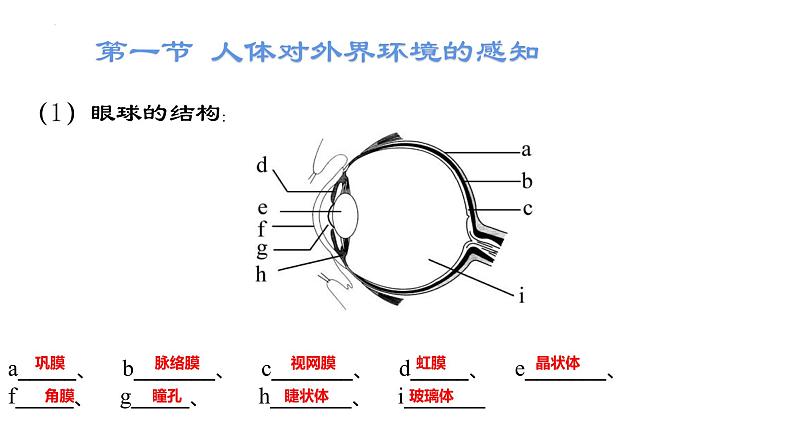 2022年中考二轮复习生物圈中的人第三课时课件第4页