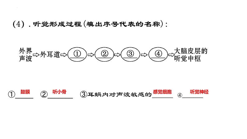 2022年中考二轮复习生物圈中的人第三课时课件第7页