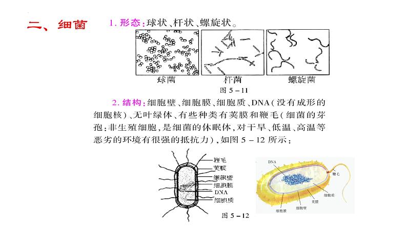 2022年生物中考二轮复习课件：第五单元生物圈中的其他生物（第三课时）（第四章、第五章）第5页