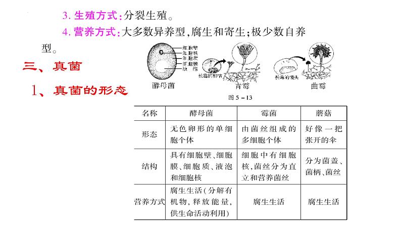 2022年生物中考二轮复习课件：第五单元生物圈中的其他生物（第三课时）（第四章、第五章）第6页