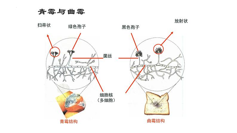 2022年生物中考二轮复习课件：第五单元生物圈中的其他生物（第三课时）（第四章、第五章）第7页