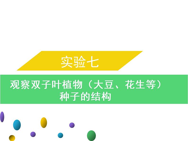 实验七观察双子叶植物--2022年中考生物实验手册总复习课件PPT第1页