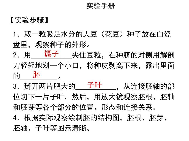 实验七观察双子叶植物--2022年中考生物实验手册总复习课件PPT第4页