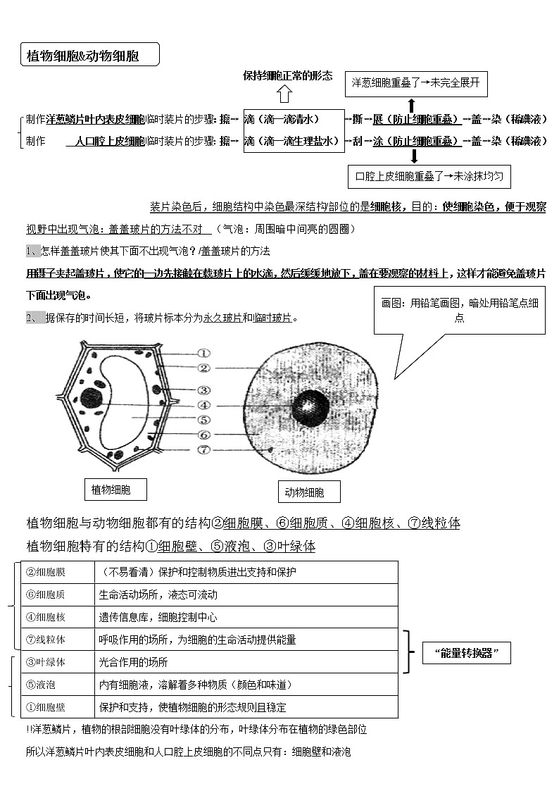 人教版七上生物第二单元《生物体的结构层次》知识点2第2页
