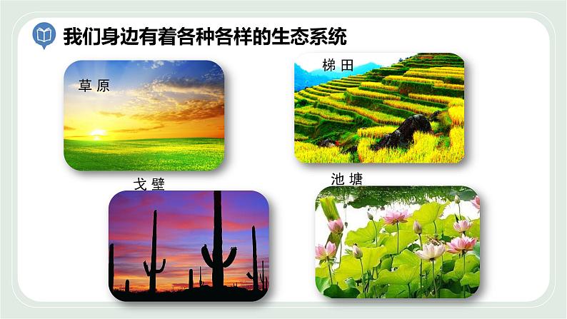 3.1 多种多样的生态系统 第2课时-七年级生物上册 课件+练习（苏科版）04