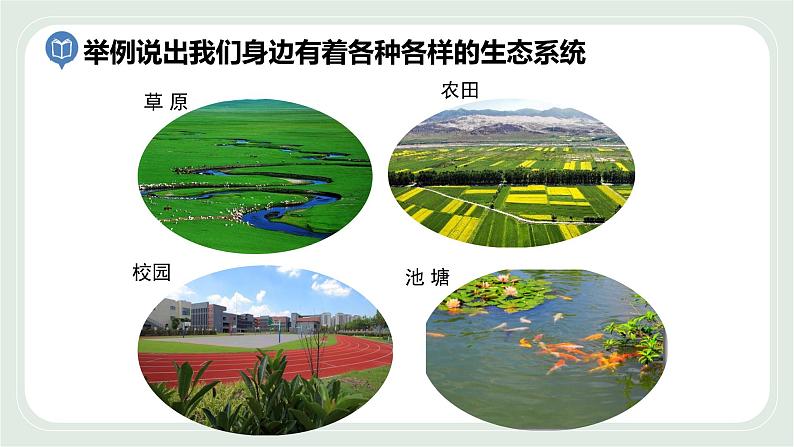 3.1 多种多样的生态系统 第3课时-七年级生物上册 课件+练习（苏科版）05