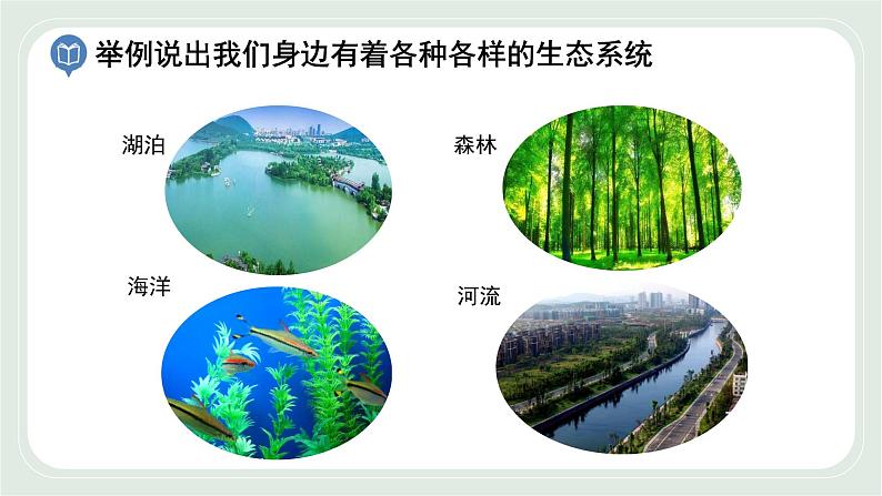 3.1 多种多样的生态系统 第3课时-七年级生物上册 课件+练习（苏科版）06