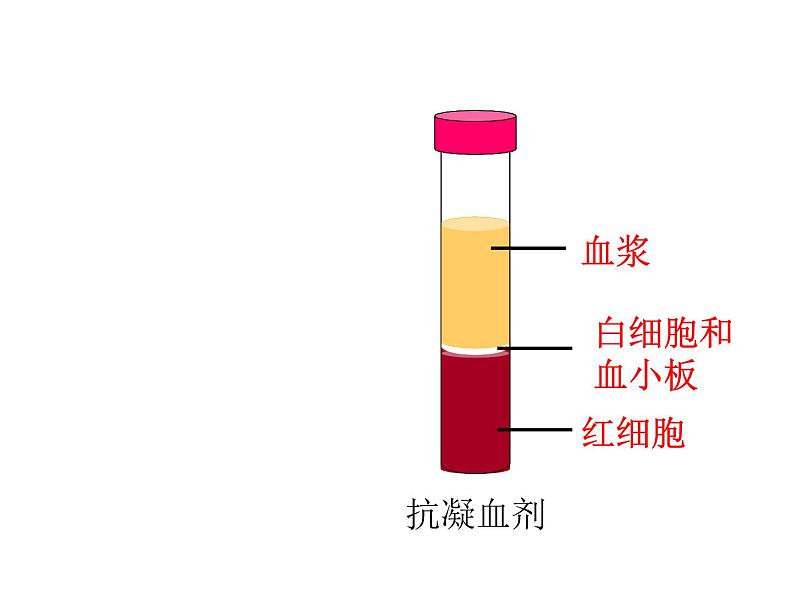 济南版七年级下册生物 3.1物质运输的载体 课件第5页