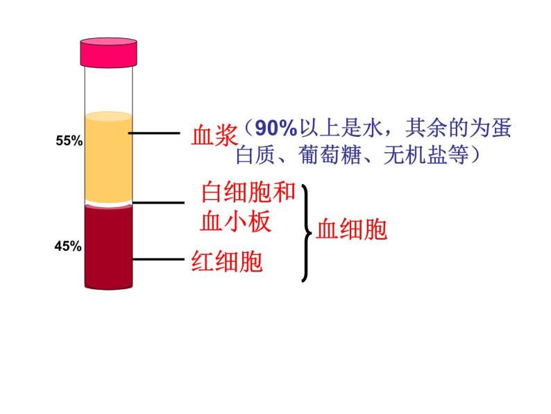 济南版七年级下册生物 3.1物质运输的载体 课件06