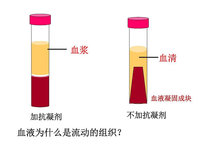 济南版七年级下册生物 3.1物质运输的载体 课件第8页