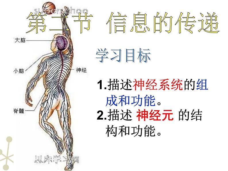 冀教版七年级下册生物 4.2.1传递信息的神经系统 课件02