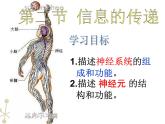 冀教版七年级下册生物 4.2.1传递信息的神经系统 课件