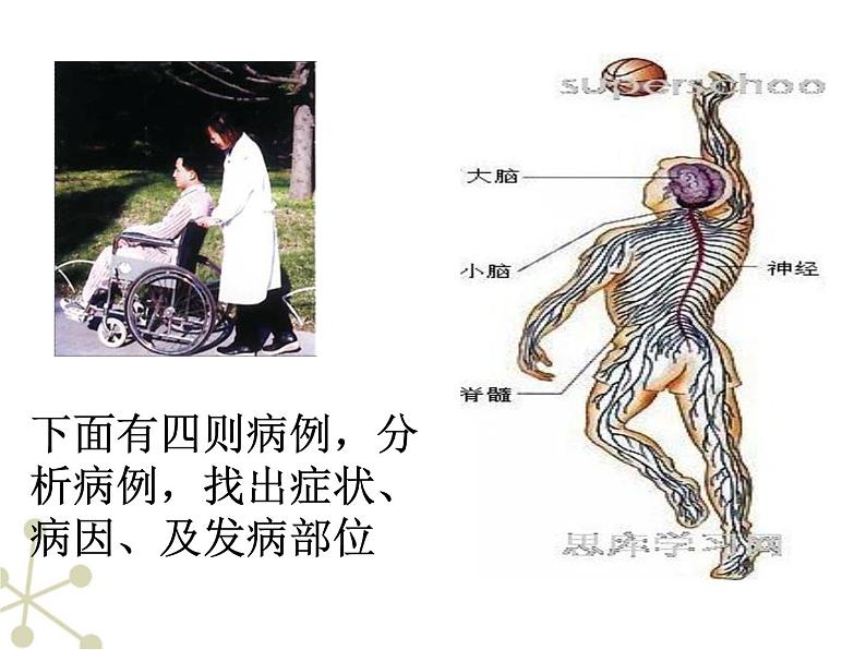 冀教版七年级下册生物 4.2.1传递信息的神经系统 课件03