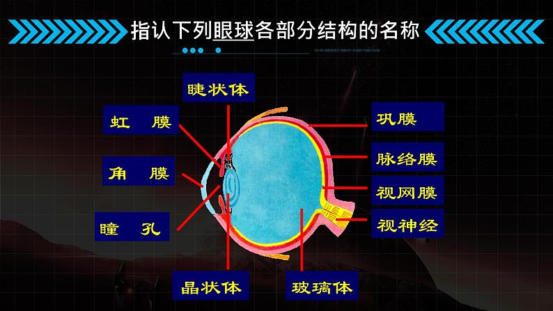 冀教版七年级下册生物 4.1.1视觉的形成 课件05