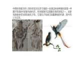 北师大版生物八年级下册第21章 《生命的发生和发展》21.2 生物进化的历程  教学PPT课件