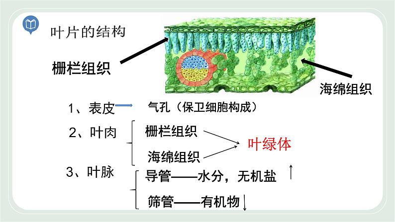 4.1 植物的光合作用 第3课时-七年级生物上册 课件+练习（苏科版）03