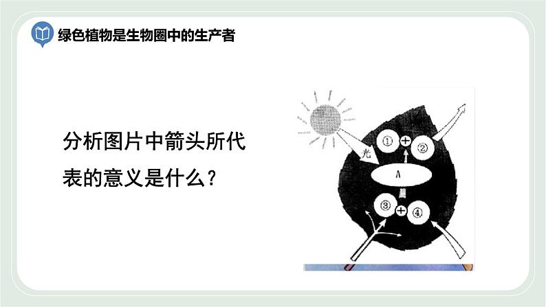 4.1 植物的光合作用 第3课时-七年级生物上册 课件+练习（苏科版）05