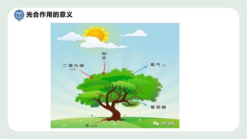 4.1 植物的光合作用 第3课时-七年级生物上册 课件+练习（苏科版）06
