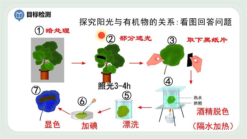 4.1 植物的光合作用 第2课时-七年级生物上册 课件+练习（苏科版）02