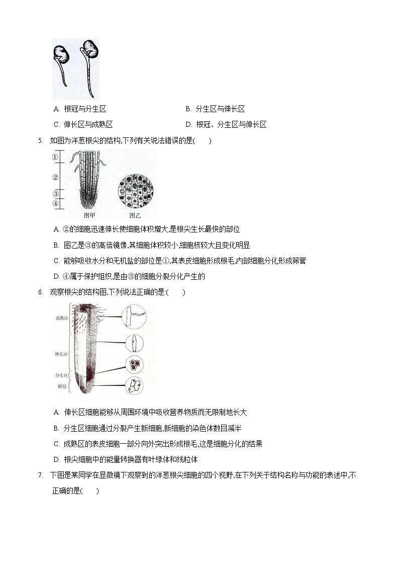 4.2 绿色植物的生长需要水和无机盐 第2课时-七年级生物上册 课件+练习（苏科版）02
