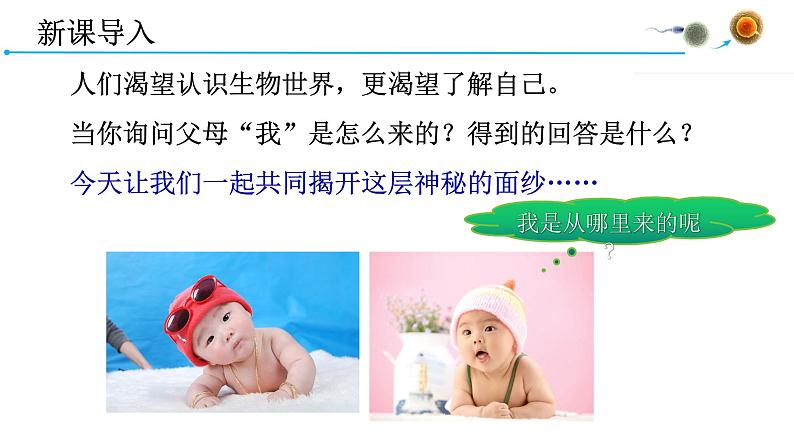 4.1.2人的生殖课件2021-2022学年人教版七年级生物下册01