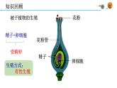 4.1.2人的生殖课件2021-2022学年人教版七年级生物下册