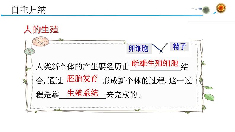 4.1.2人的生殖课件2021-2022学年人教版七年级生物下册05