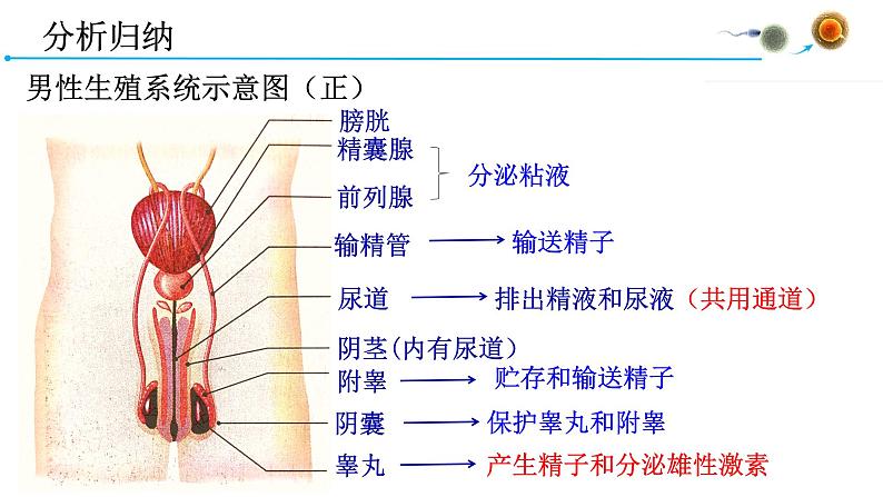 4.1.2人的生殖课件2021-2022学年人教版七年级生物下册07
