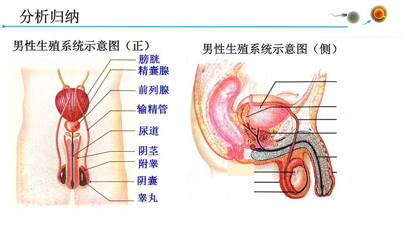 4.1.2人的生殖课件2021-2022学年人教版七年级生物下册08