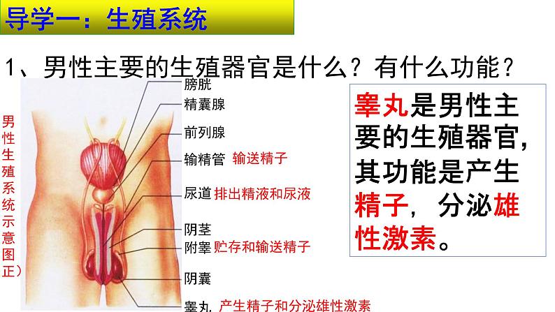 4.1.2人的生殖课件2021-2022学年人教版生物 七年级下册第6页