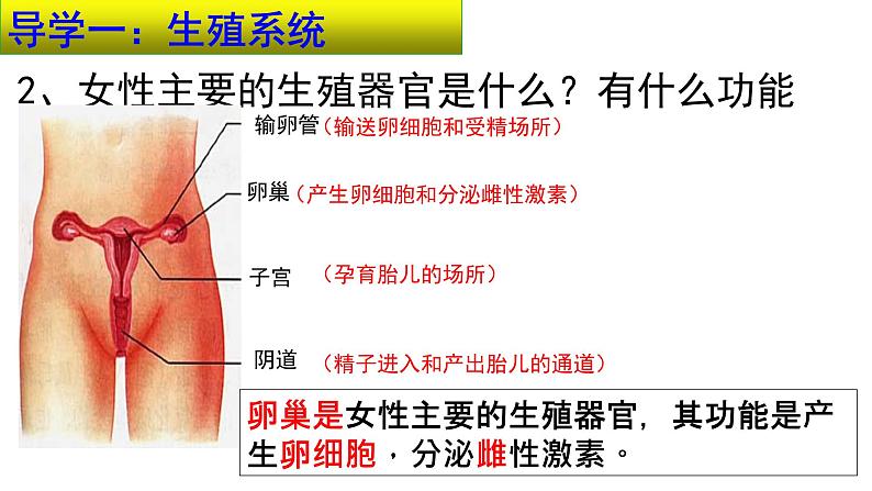 4.1.2人的生殖课件2021-2022学年人教版生物 七年级下册第7页