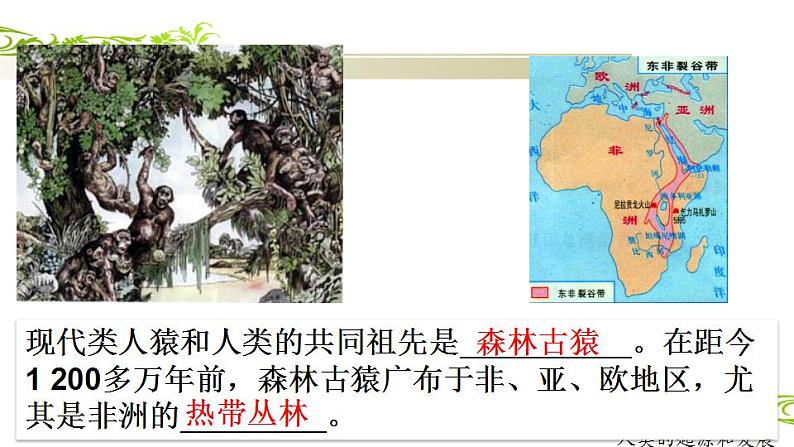4.1.1人的起源和发展课件2021--2022学年人教版生物七年级下册第8页