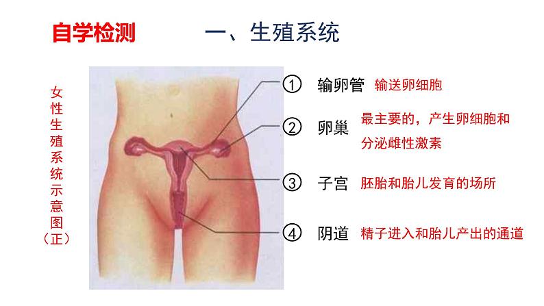 4.1.2人的生殖课件2021--2022学年人教版七年级生物下册第7页