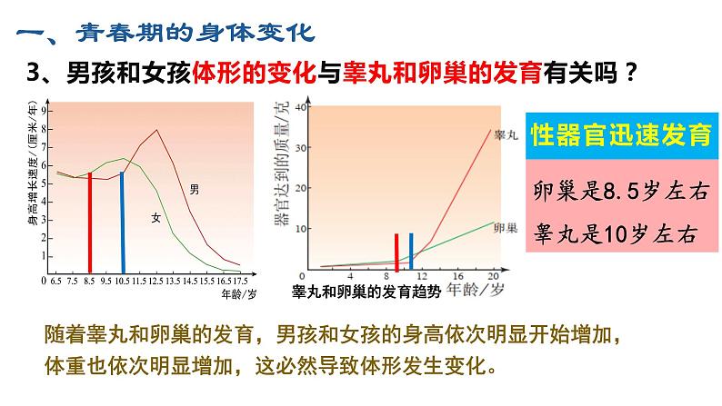 4.1.3青春期课件2021--2022学年人教版生物七年级下册06