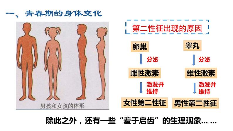 4.1.3青春期课件2021--2022学年人教版生物七年级下册08