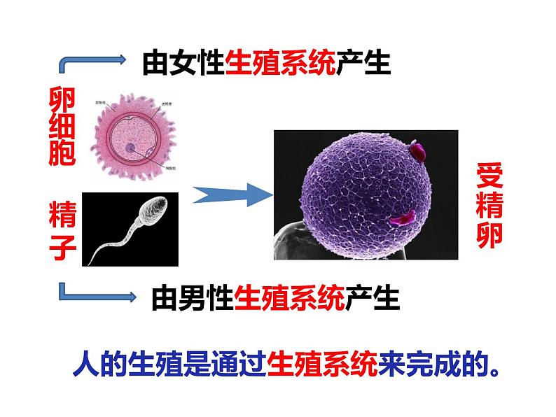 4.1.2人的生殖课件2021-2022学年人教版七年级生物下册(1)第3页