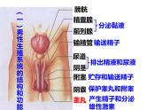 4.1.2人的生殖课件2021-2022学年人教版七年级生物下册(1)