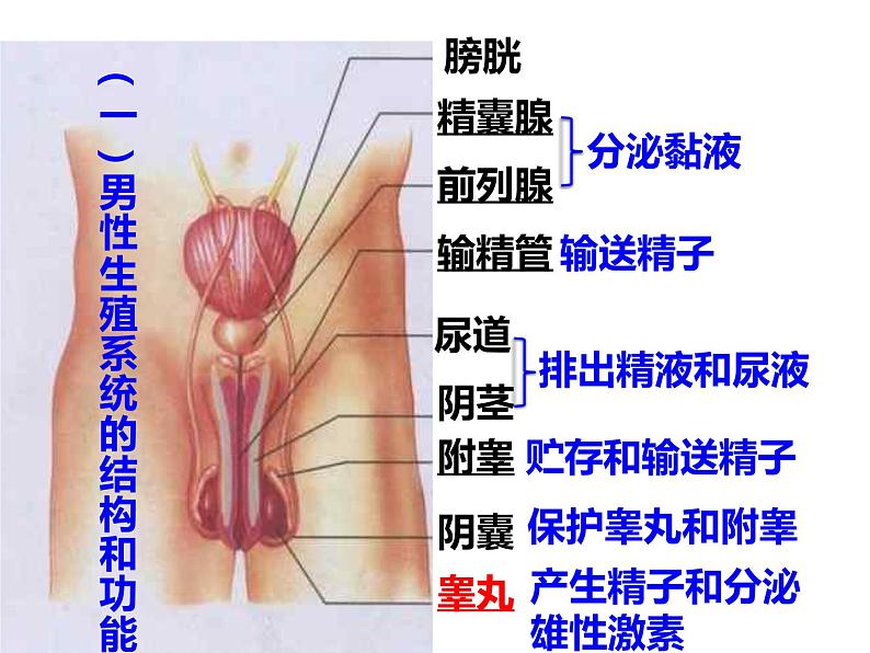 4.1.2人的生殖课件2021-2022学年人教版七年级生物下册(1)第5页