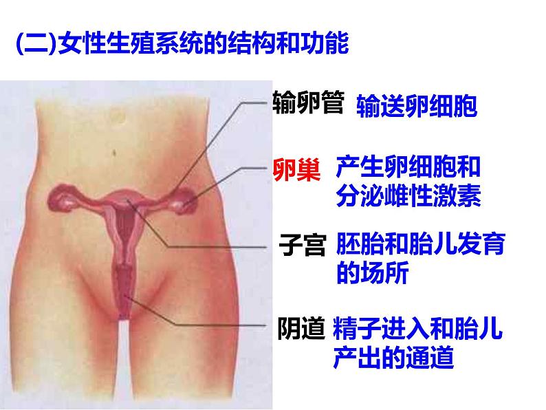 4.1.2人的生殖课件2021-2022学年人教版七年级生物下册(1)第7页