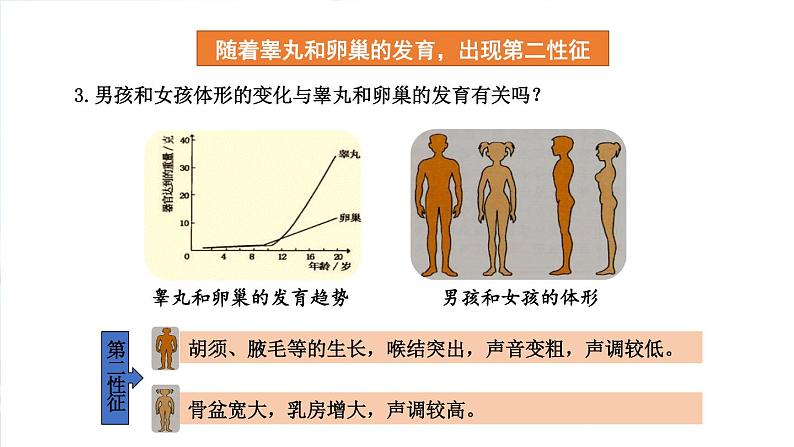 4.1.3.青春期课件2021-2022学年人教版七年级生物下册06